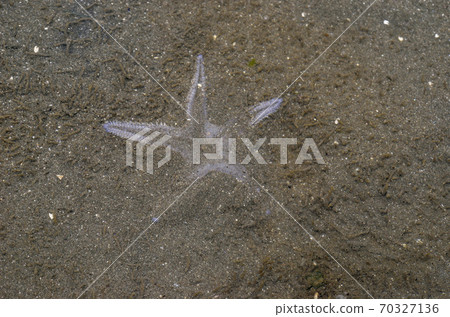 Momijigai潛水在沙底 70327136