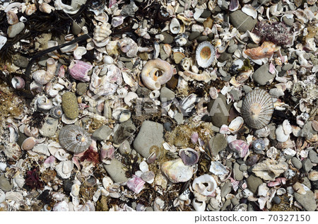 Shellfish washed ashore 70327150