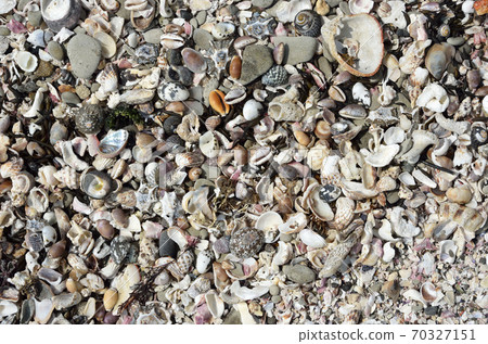 Shellfish washed ashore Shellfish washed ashore 70327151