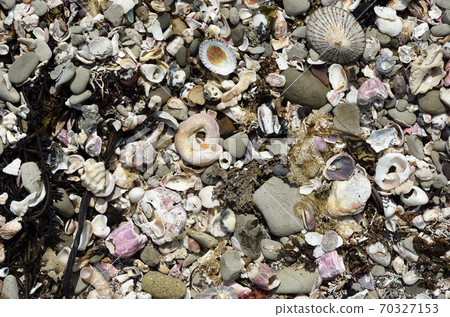 Seashells washed ashore 70327153
