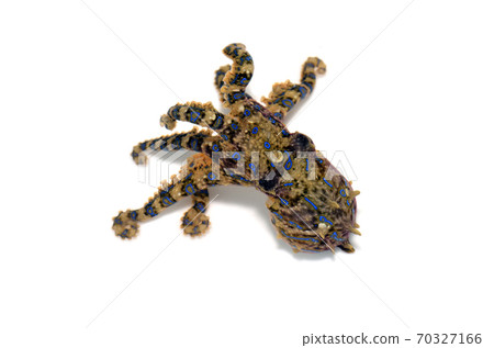 Blue-ringed octopus white background Blue-ringed octopus white background 70327166