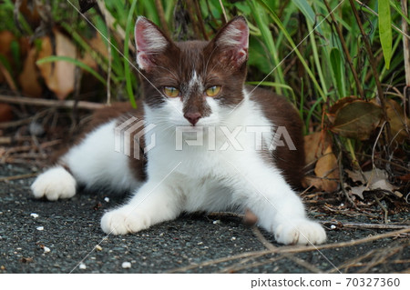 A young stray cat with a curious and unusual pattern A young stray cat with a curious and unusual pattern 70327360