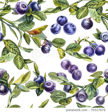 Blueberry. Seamless patterns. Watercolor botanical illustration. Hand drawn watercolor painting blueberry on white background. 70327678