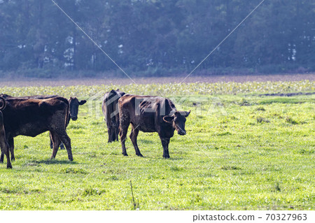 Cattle grazing 70327963