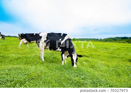 Cattle grazing 70327973