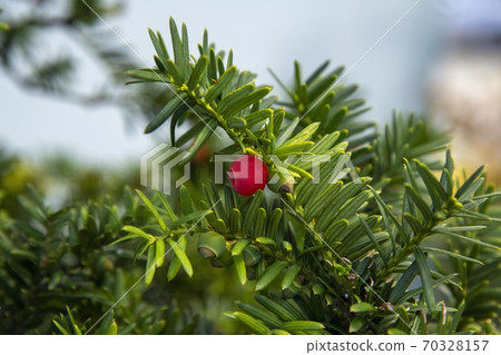 Yew tree red fruit Yew tree red fruit 70328157