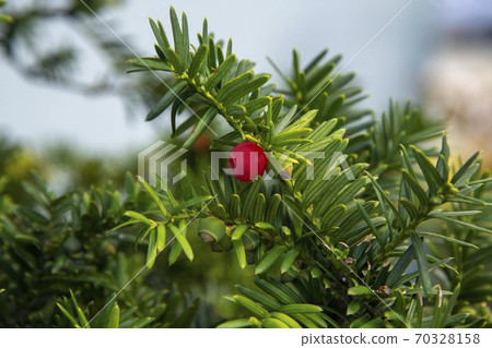 Yew tree red fruit Yew tree red fruit 70328158