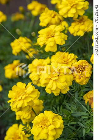 Marigold flower 70328242