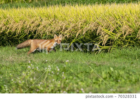 北狐狸和稻田 70328331