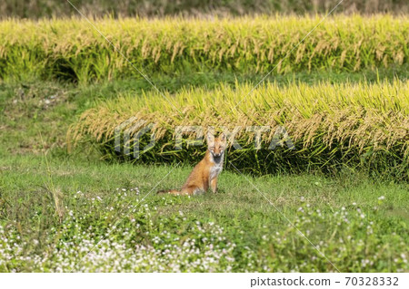 北狐狸和稻田 70328332