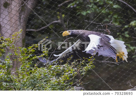 多摩動物公園大鳥飛翔 70328693