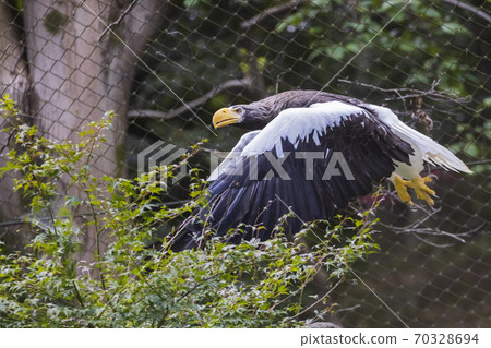 多摩動物公園大鳥飛翔 70328694