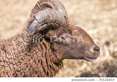 [Zoom of grazing sheep] 70328854