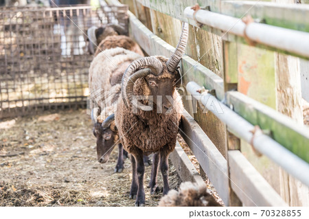 [Multiple grazing sheep] 70328855