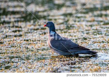 Wood Pigeon or Columba palumbus washes in water Wood Pigeon or Columba palumbus washes in water 70329009