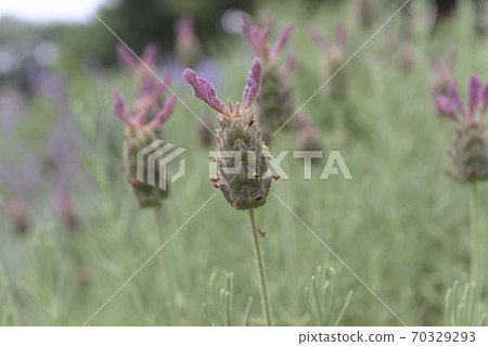 Bud of lavender Bud of lavender 70329293