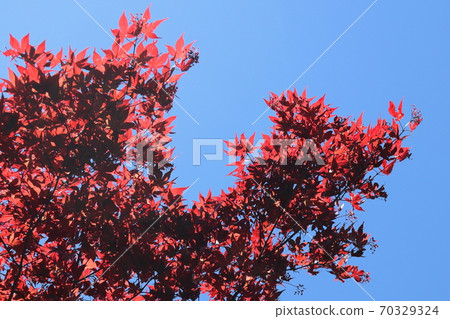 Bright red leaves shining in the blue sky Bright red leaves shining in the blue sky 70329324