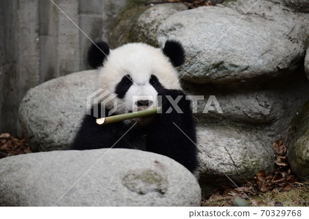 Baby panda 70329768