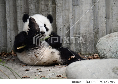 小熊貓 70329769