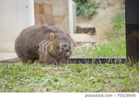 大阪府池田市Mayyama動物園的Wonbatto 70329800