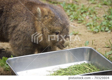 大阪府池田市Mayyama動物園的Wonbatto 70329804