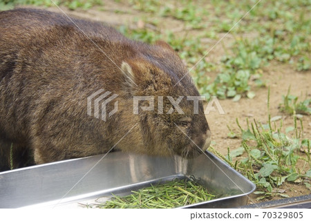 大阪府池田市Mayyama動物園的Wonbatto 大阪府池田市Mayyama動物園的Wonbatto 70329805