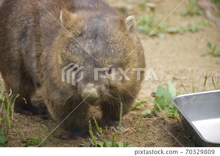Wombat at Satsukiyama Zoo in Ikeda City, Osaka Prefecture Wombat at Satsukiyama Zoo in Ikeda City, Osaka Prefecture 70329809