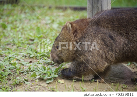 Wombat at Satsukiyama Zoo in Ikeda City, Osaka Prefecture 70329811