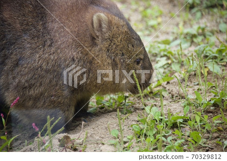 Wombat at Satsukiyama Zoo in Ikeda City, Osaka Prefecture 70329812