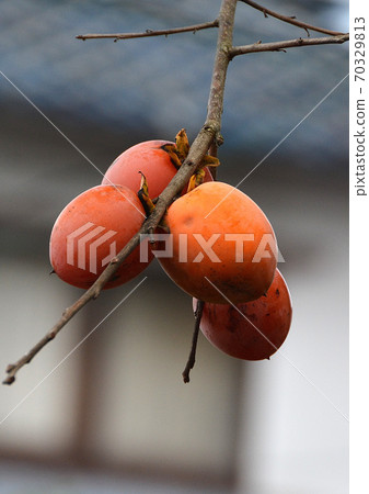 persimmon persimmon 70329813