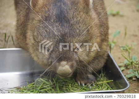 大阪府池田市Mayyama動物園的Wonbatto 大阪府池田市Mayyama動物園的Wonbatto 70329818