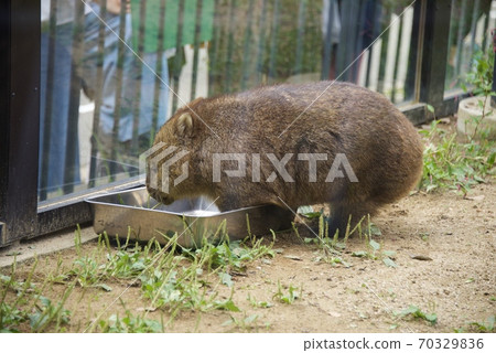 大阪府池田市Mayyama動物園的Wonbatto 大阪府池田市Mayyama動物園的Wonbatto 70329836