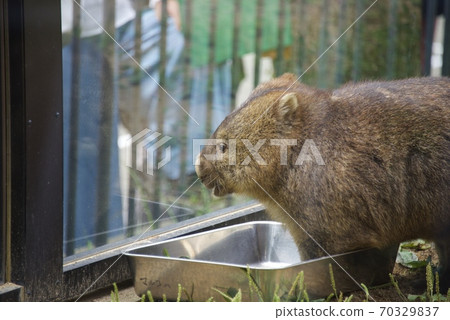 大阪府池田市Mayyama動物園的Wonbatto 70329837