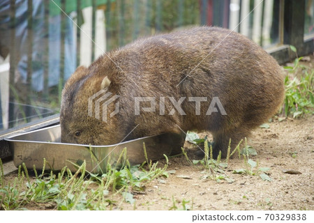 大阪府池田市Mayyama動物園的Wonbatto 大阪府池田市Mayyama動物園的Wonbatto 70329838