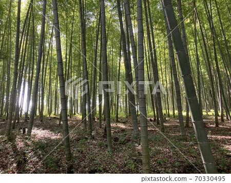 Scenery while walking in the bamboo grove 70330495