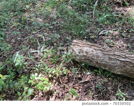 A fallen tree in the forest 70330502