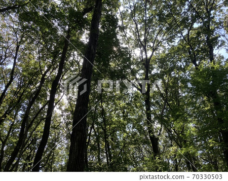 Scenery looking up in the forest (backlit) 70330503