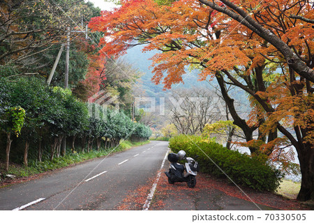 Autumn leaves touring course of Imutaike 70330505