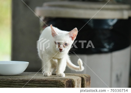 A kitten of an abandoned cat that grows up quickly under the protection of a strange stray cat brother A kitten of an abandoned cat that grows up quickly under the protection of a strange stray cat brother 70330754