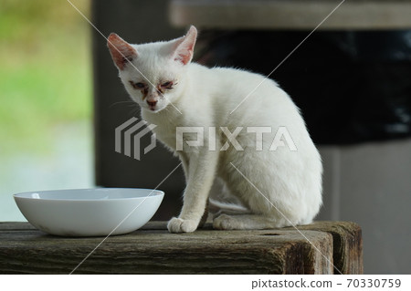 被遺棄的貓小貓在一個陌生的流浪貓兄弟的保護下迅速成長 被遺棄的貓小貓在一個陌生的流浪貓兄弟的保護下迅速成長 70330759