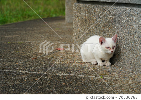 A kitten of an abandoned cat that grows up quickly under the protection of a strange stray cat brother A kitten of an abandoned cat that grows up quickly under the protection of a strange stray cat brother 70330765