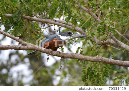 Ringed Kingfisher (Pantanal, Brazil) Ringed Kingfisher (Pantanal, Brazil) 70331429