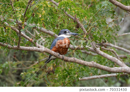 Ringed Kingfisher (Pantanal, Brazil) 70331430