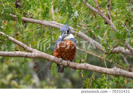 Kubiwayamasemi（巴西潘納爾） 70331431