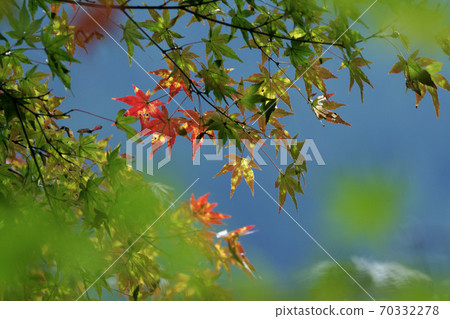 Tottori Four Seasons Walk Autumn Shiojoji Temple Tottori Four Seasons Walk Autumn Shiojoji Temple 70332278