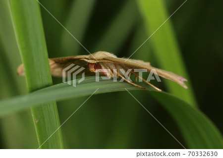 Creatures Insects Venetian meshach, comb-shaped antennae are male. In the slightly damp grass in early October 70332630