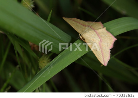 生物，昆蟲，威尼斯Jihimeshak，開放了兩厘米多一點。模糊的粉紅色帶和外邊緣令人印象深刻且美麗 70332632