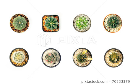 Group of cactus in pots on white background. Group of cactus in pots on white background. 70333379