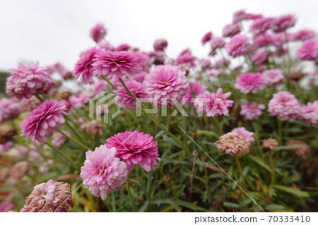 a lot of beautiful flowers. High quality Photo a lot of beautiful flowers. High quality Photo 70333410