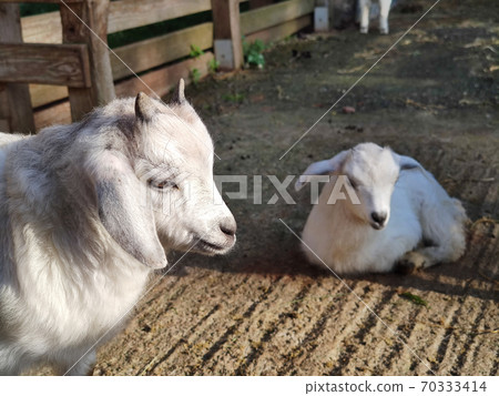 a small white goat with two horns in the fold a small white goat with two horns in the fold 70333414